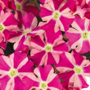 Visuel 1 du produit Verveine retombante pink star - Le pot de 1 litre