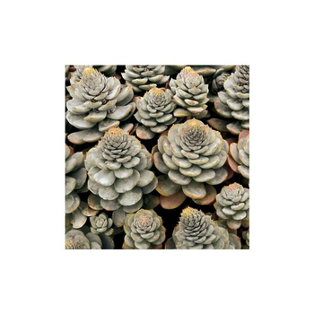 Visuel 1 du produit Orostachys - Le pot de 1 litre