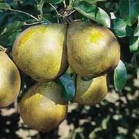 Visuel 1 du produit Poirier Général Leclerc. Le pot de 10 litres forme gobelet