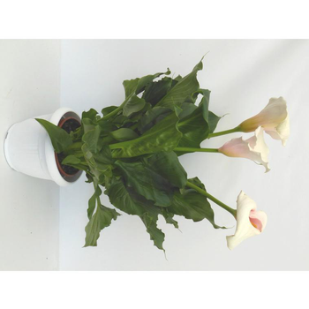 Visuel 1 du produit Arum Rose - Le pot de 5 litres