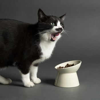 Visuel 1 du produit Gamelle surélevée pour chat Scruffs coloris beige