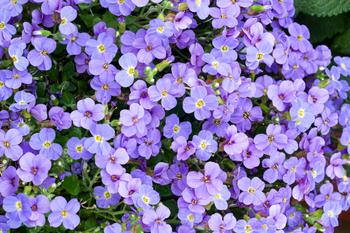 Visuel 1 du produit Aubriète AXCENT LIGHT BLUE - Le pot de 2 litres