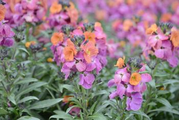 Visuel 1 du produit Fausse-giroflée ‘Winter Orchid’ - Le pot de 2 litres