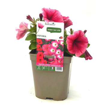Visuel 1 du produit Potunia - Le pot de 12 x 12 cm