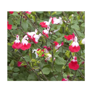 Visuel 1 du produit Salvia Microphylla Hot Lips - Le pot de 3 litres