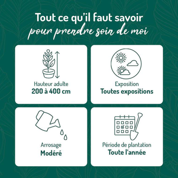 Visuel 1 du produit Laurier cerise Prunus Laurocerasus Caucasica pot de 5 L 80/100 cm