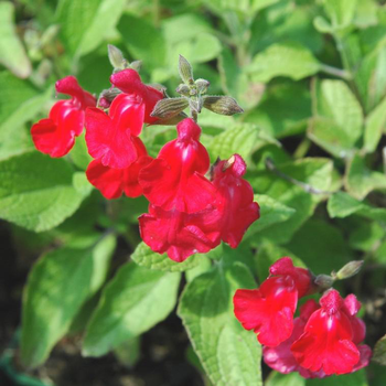 Visuel 1 du produit Salvia Microphylla 'Royal Bumble' - Le pot de 2,5 litres