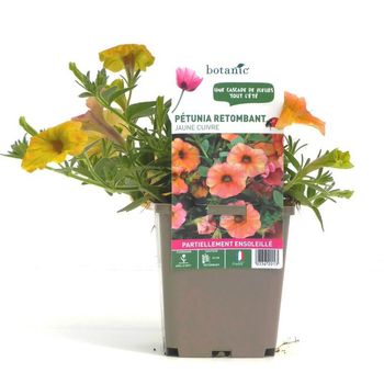 Visuel 1 du produit Pétunia retombant jaune cuivré - Le pot de 9 x 9 cm