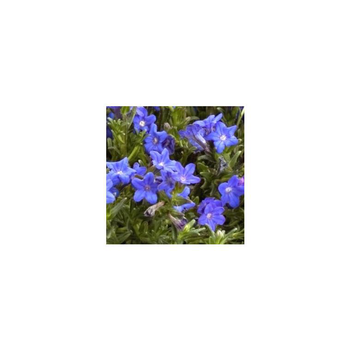 Visuel 1 du produit Lithodora - Le pot de 1 litre