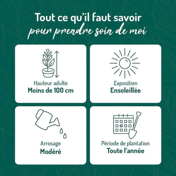 Visuel 1 du produit Rosier Xylon® Label Rouge en pot de 5L