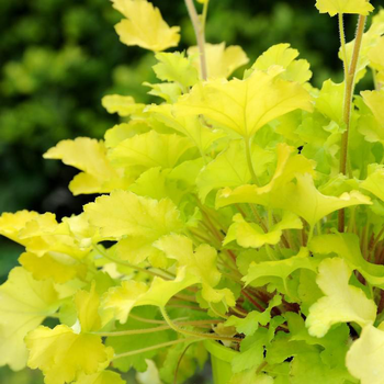 Visuel 1 du produit Heuchère lime marmalade jaune en pot de 2 L