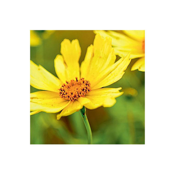 Visuel 1 du produit Plantes vivaces variées fleuries - Le pot de 2 litres