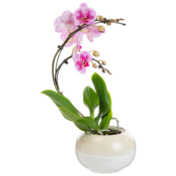 Visuel 1 du produit Plante orchidée Phalaenopsis boomerang - Ø 12 cm