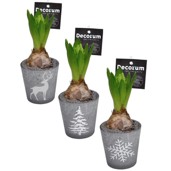 Visuel 1 du produit Jacinthe divers coloris en pot déco de 9 cm