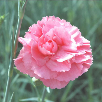 Visuel 1 du produit Oeillet Carnelia - Le pot de 1 litre