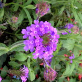 Visuel 1 du produit Verbena Venosa rose. Le pot de 2 litres