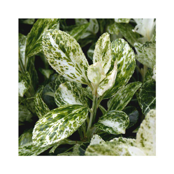 Visuel 1 du produit Fusain Euonymus Fortunei Harlequin en pot