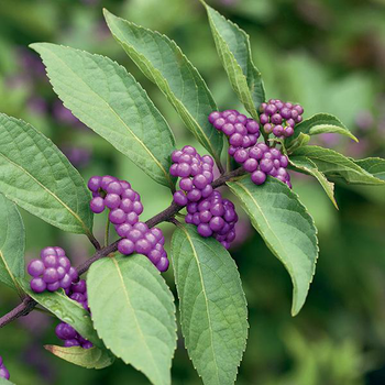 Visuel 1 du produit Arbuste aux bonbons ‘Issai’ violet. Le pot de 7L