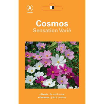 Visuel 1 du produit Graines de Cosmos Sensation varié - graines à semer