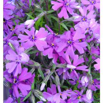 Visuel 1 du produit Phlox mousse - La barquette de 6 plants