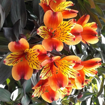 Visuel 1 du produit Alstroemeria - La coupe de 25 cm