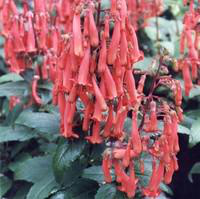 Visuel 1 du produit Fuchsia du Cap - Le pot de 1 litre