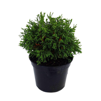 Visuel 1 du produit Faux cyprès du Japon Obtusa Brigitte, le pot de 2 Litres