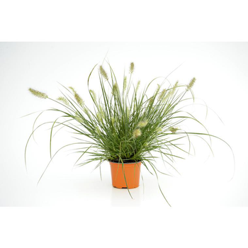 Visuel 1 du produit Pennisetum Alopecuroides Little Bunny - Le pot de 12 cm