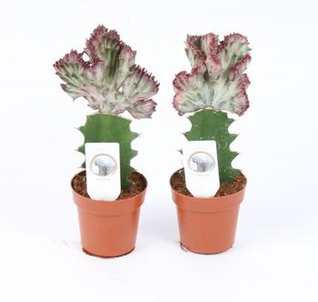 Visuel 1 du produit Euphorbia Lactea rouge. Le pot de 8,5 x H 20 cm