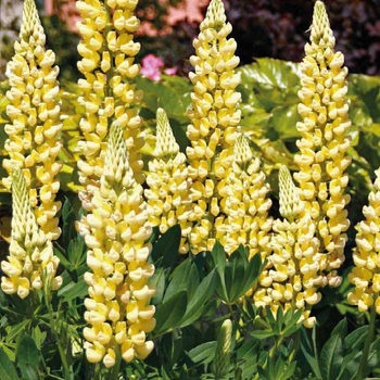 Visuel 1 du produit Lupin jaune - Le pot de 9 x 9 cm