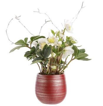 Visuel 1 du produit Hellébore blanc. Le pot Ø 11 cm décor rouge et argent.