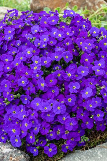 Visuel 1 du produit Aubriète ‘Glacier Blue’ - Le pot de 2 litres
