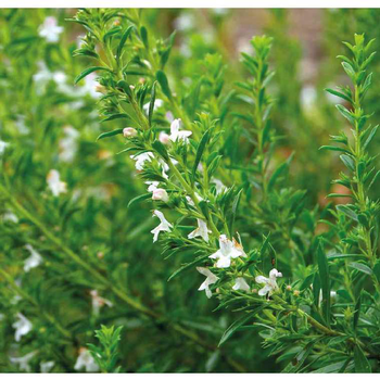 Visuel 1 du produit Sarriette Bio. Le pot de 2,5 litres