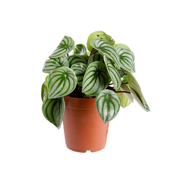 Visuel 1 du produit Peperomia mix - Ø 15 cm