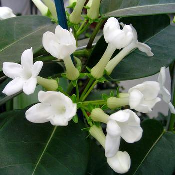 Visuel 1 du produit Stephanotis Floribunda ou Jasmin de Madagascar. Le pot de Ø 12 x H 60 cm