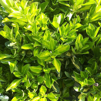 Visuel 1 du produit Euonymus Japonicus Aureopictus (fusain du Japon) en pot de 18 L jaune