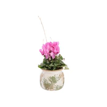 Visuel 1 du produit Cyclamen rose. Le pot Ø 12,5 cm avec cache pot décor pomme de pin.
