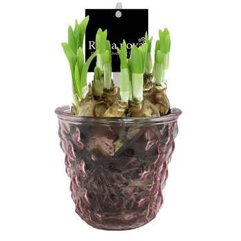 Visuel 1 du produit Narcisse tête à tête - Verrerie