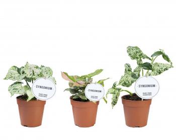 Visuel 1 du produit Syngonium variété spéciale. Le pot de Ø 12 x H 25 cm