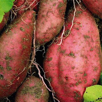 Visuel 1 du produit Patate Douce Beauregard Bio. Le pot de 1 litre