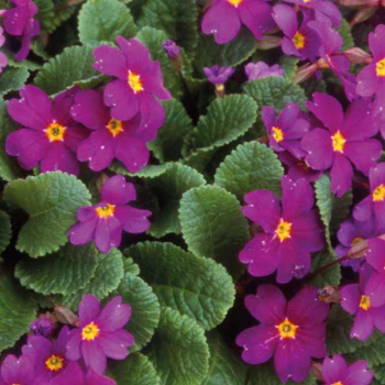 Visuel 1 du produit Primevere Pruhonicensis - Le pot de 9 x 9 cm