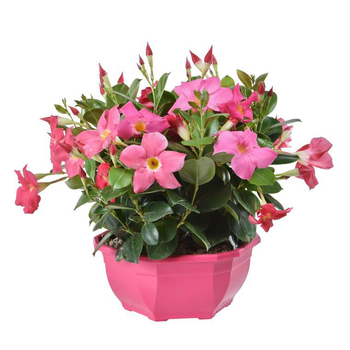 Visuel 1 du produit Dipladénia buisson coloris variés. La coupe de 23 cm