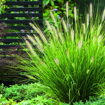 Visuel 1 du produit Herbe-aux-Écouvillons Hameln vert botanic®. Le pot de 7,5 litres