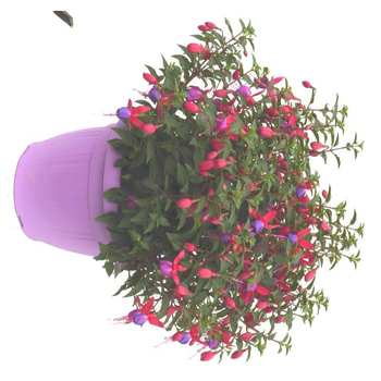 Visuel 1 du produit Fuchsia érigé multicolore. Le pot de 6 litres
