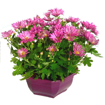 Visuel 1 du produit Chrysanthème multifleurs - La coupe de 30 cm