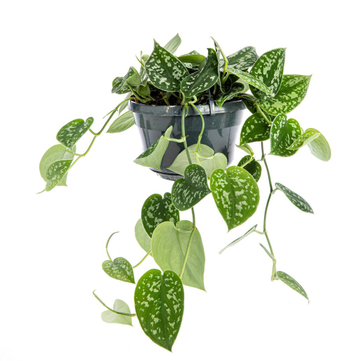 Visuel 1 du produit Plante scindapsus pictus TM - Ø 17 cm