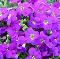 Visuel 1 du produit Aubriète violette. La barquette de 6 plants