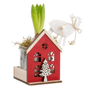 Visuel 1 du produit Jacinthe blanche. Le pot Ø 7 cm en bois et feutrine rouge.