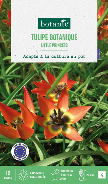 Visuel 1 du produit Tulipe species little princess botanic® - 10 bulbes