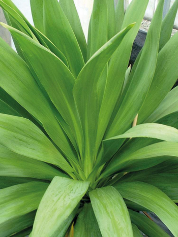 Visuel 1 du produit Cordyline australis Emerald Star® coloris vert – 3,5 L